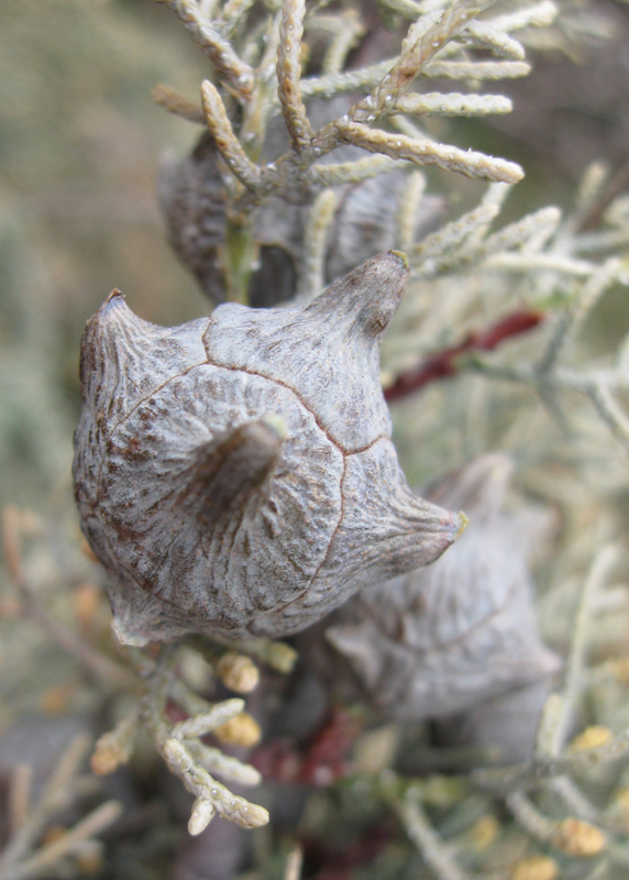 Image of Cupressus arizonica specimen.