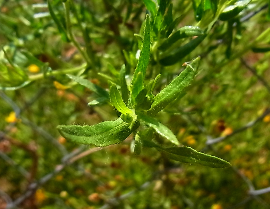 Image of Dittrichia graveolens specimen.