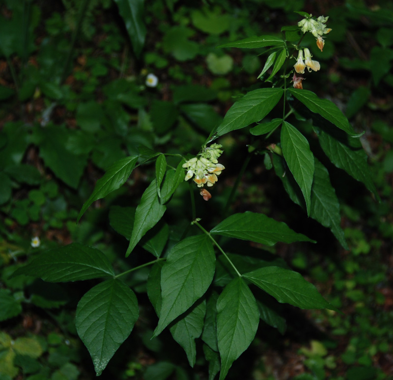 Изображение особи Vicia oroboides.