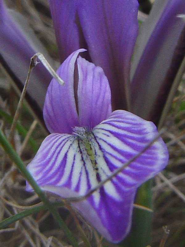 Image of Iris loczyi specimen.