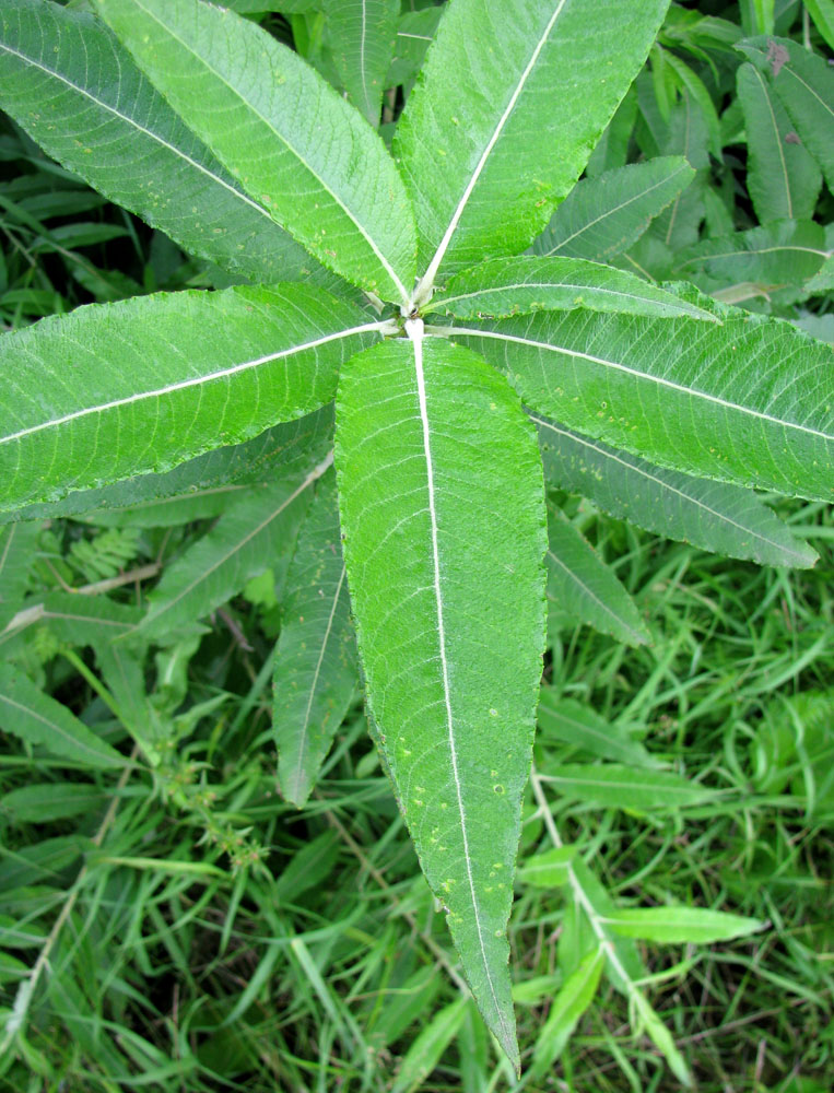 Image of Salix gmelinii specimen.