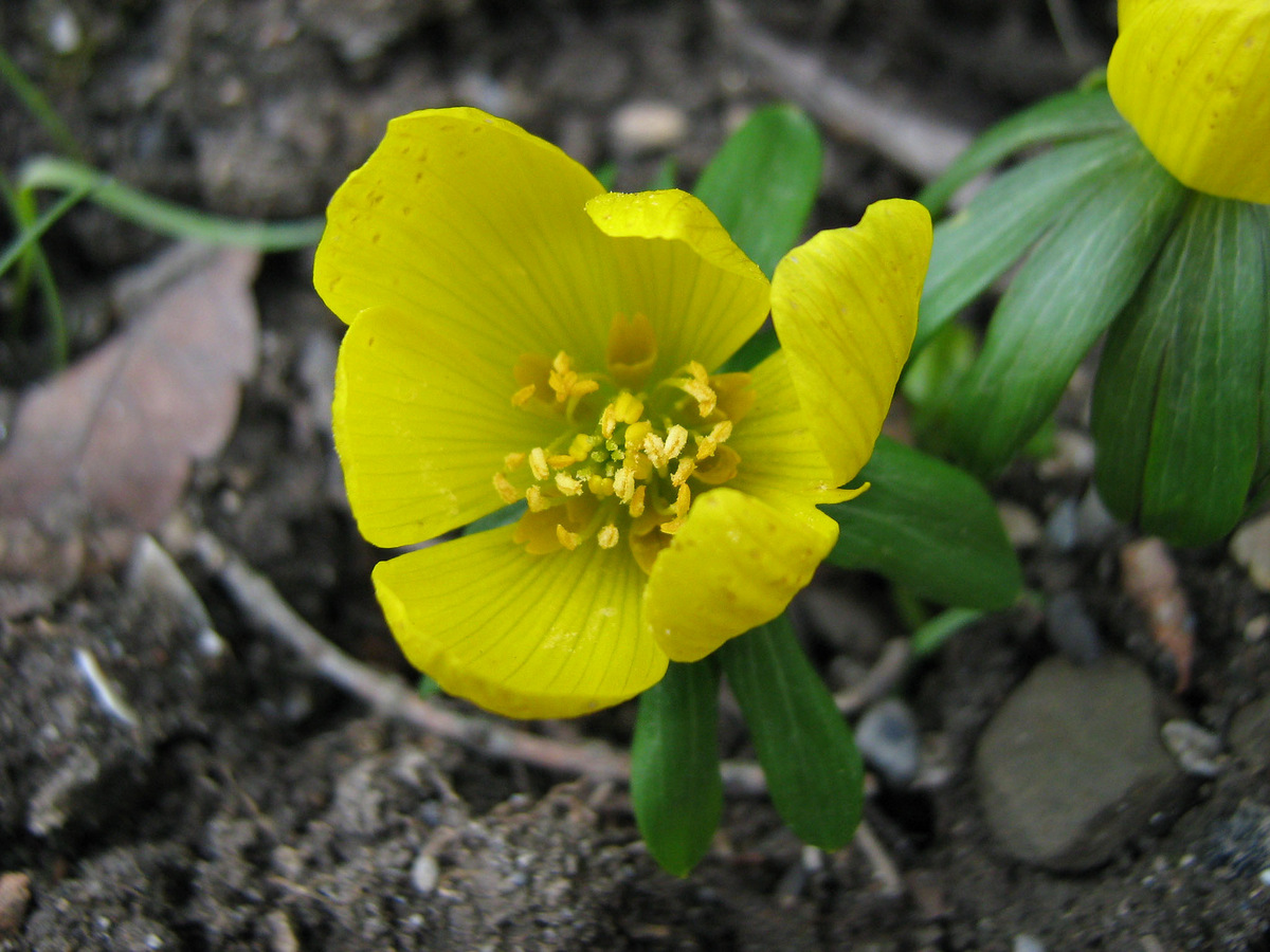 Image of Eranthis hyemalis specimen.