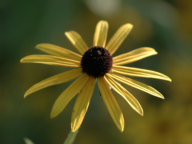 Изображение особи род Rudbeckia.