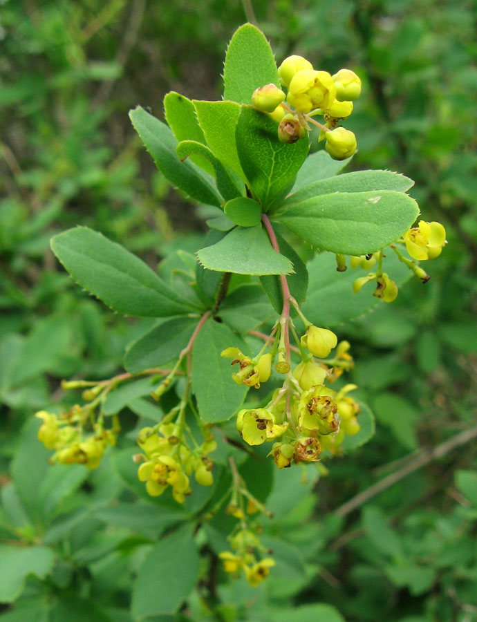 Image of genus Berberis specimen.