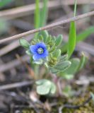 Veronica triphyllos