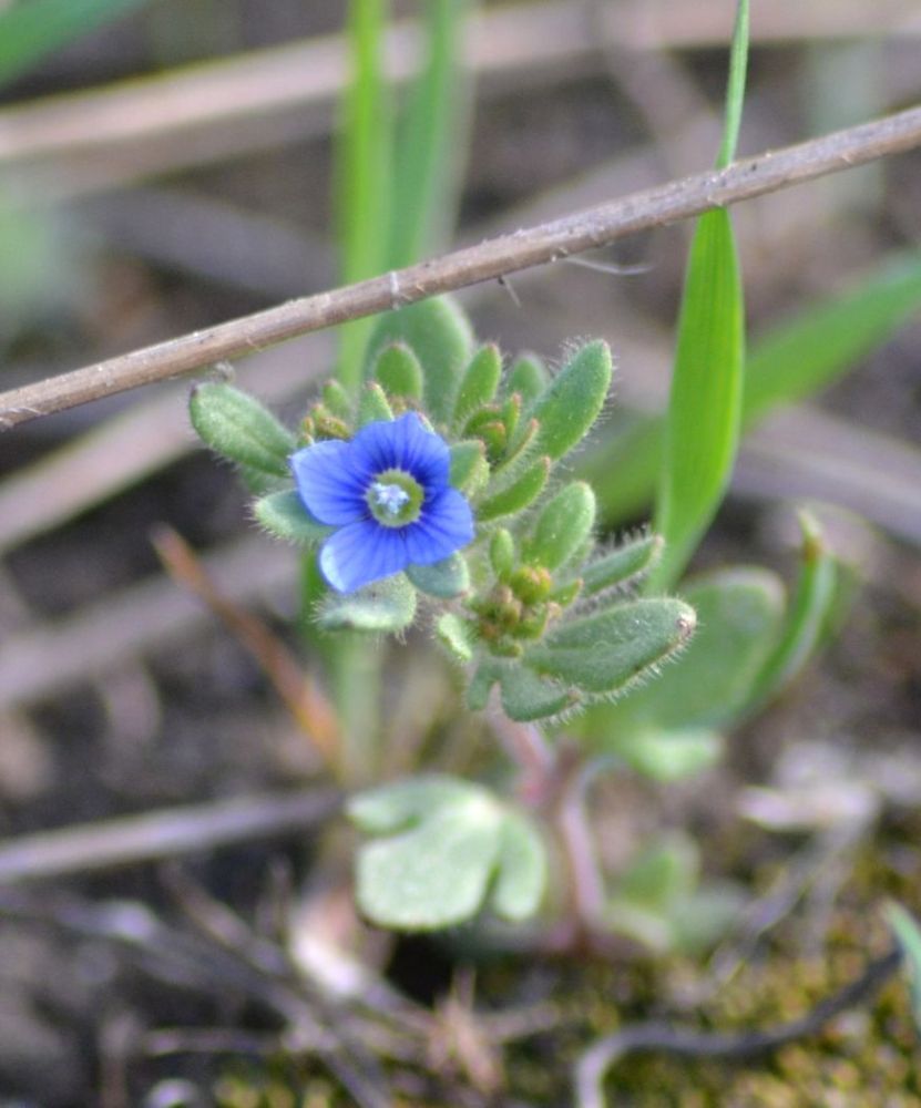 Image of Veronica triphyllos specimen.