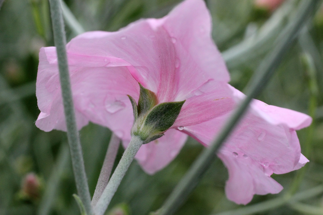 Изображение особи Convolvulus subhirsutus.