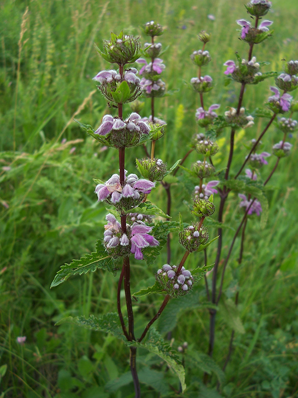 Image of Phlomoides tuberosa specimen.