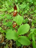View full-size image Cypripedium × microsaccos