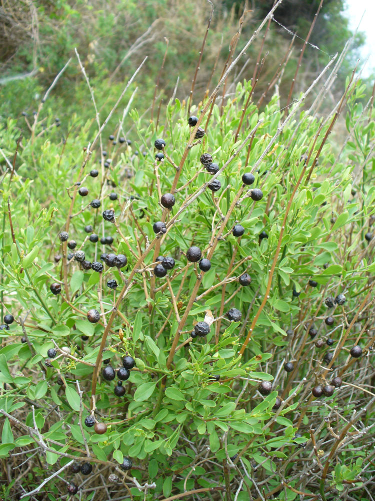 Image of Jasminum fruticans specimen.