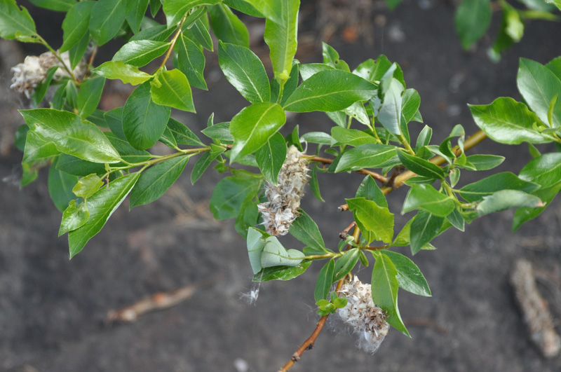 Изображение особи Salix phylicifolia.