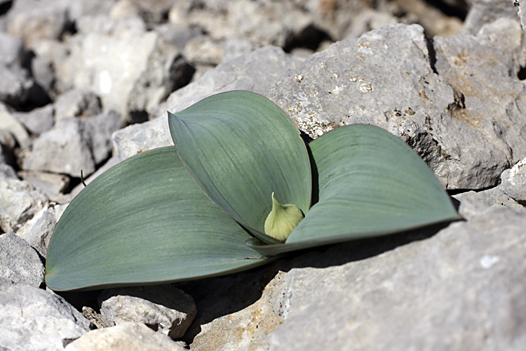 Image of Allium karataviense specimen.