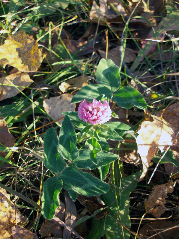 Изображение особи Trifolium pratense.