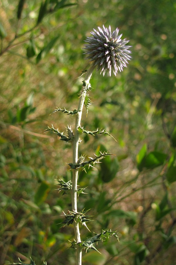 Изображение особи Echinops armatus.