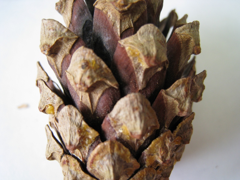 Image of Pinus sylvestris specimen.