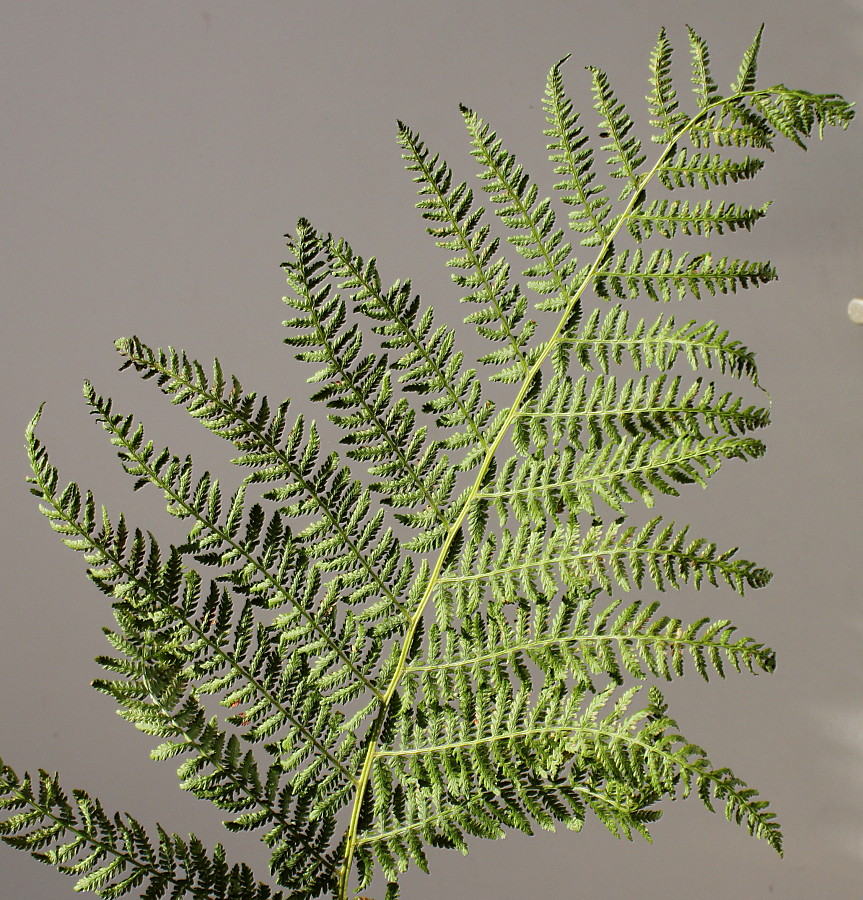 Image of Athyrium filix-femina specimen.