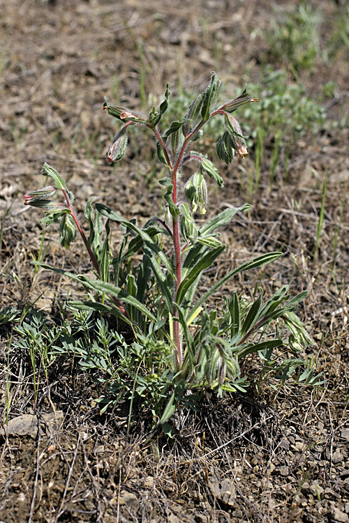 Image of Onosma dichroantha specimen.