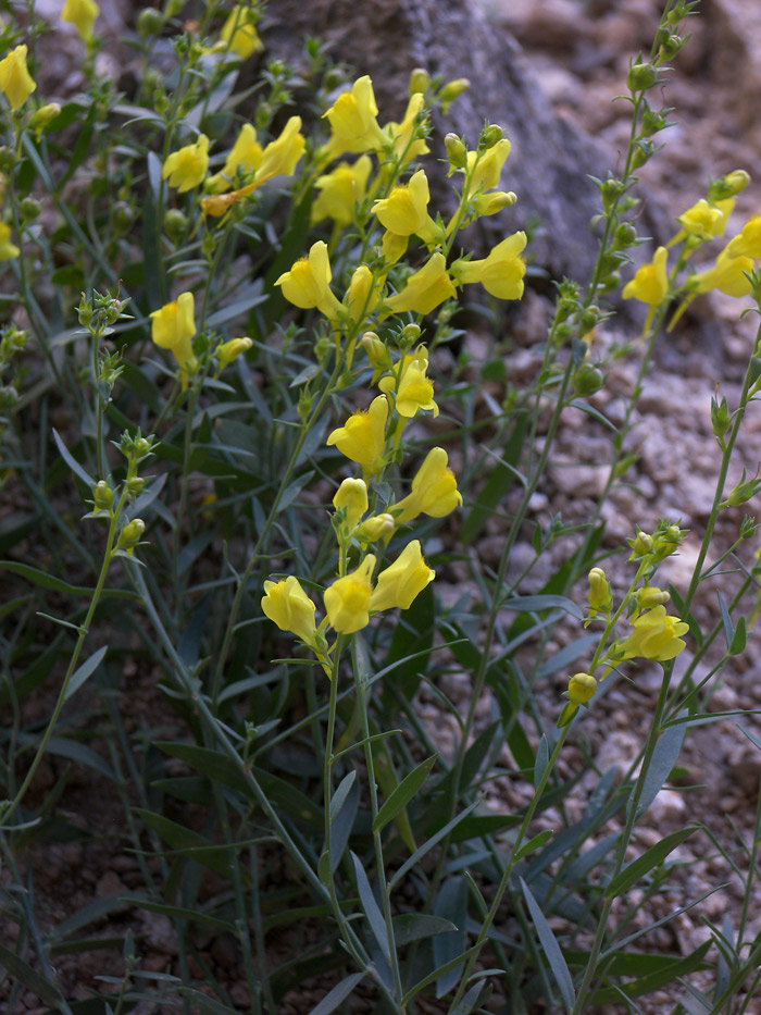 Image of Linaria adzharica specimen.