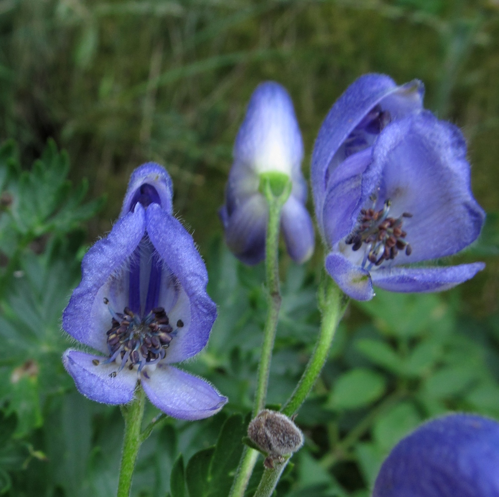 Изображение особи Aconitum burnatii.