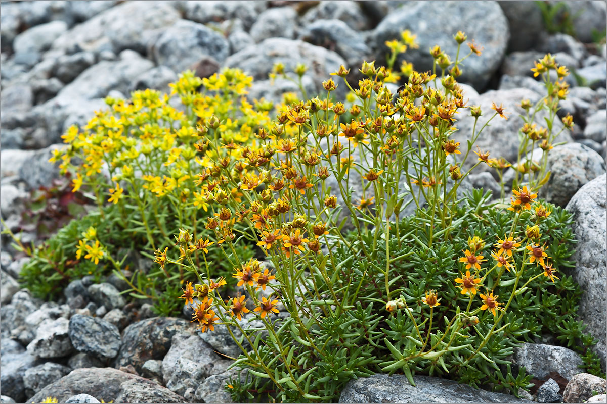 Изображение особи Saxifraga aizoides.