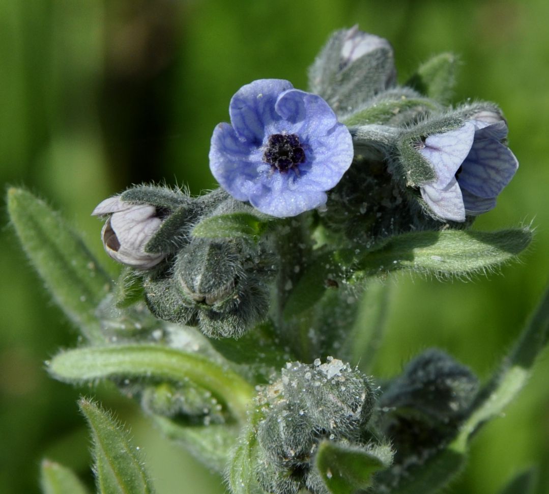 Image of Cynoglossum creticum specimen.