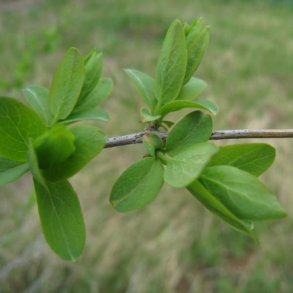 Изображение особи Lonicera tatarica.