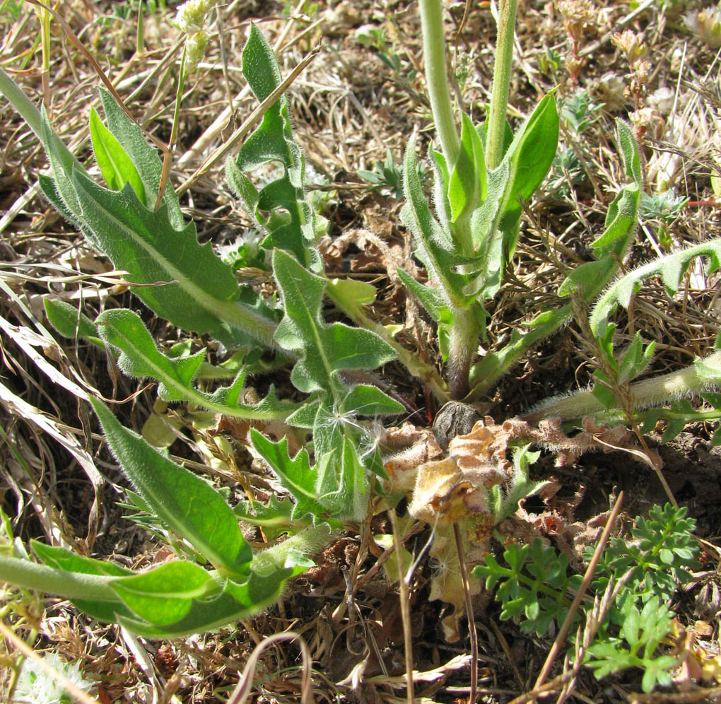 Image of Urospermum dalechampii specimen.