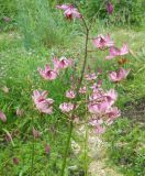 Lilium caucasicum