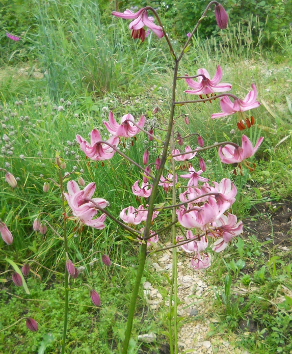 Изображение особи Lilium caucasicum.