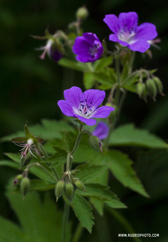 Изображение особи Geranium sylvaticum.