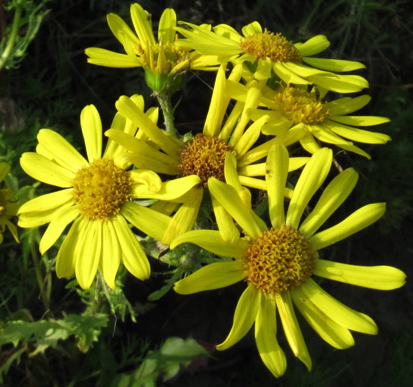 Image of Senecio jacobaea specimen.