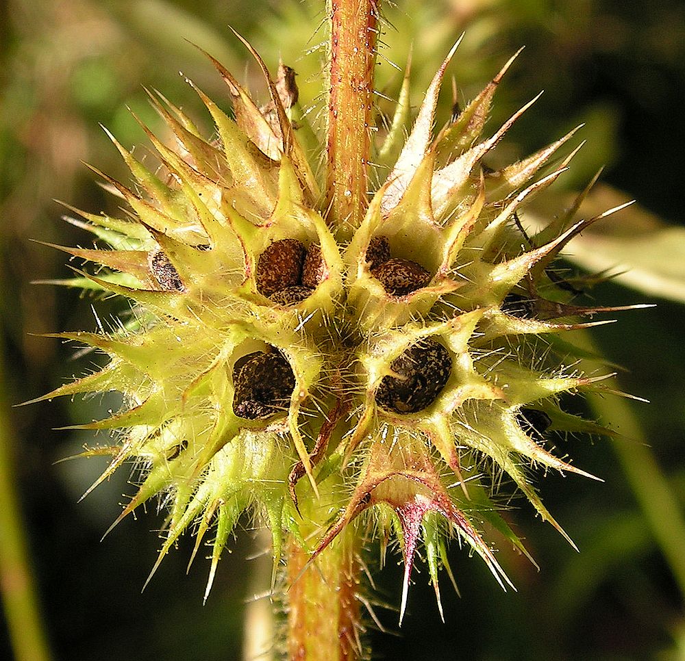 Image of Galeopsis ladanum specimen.