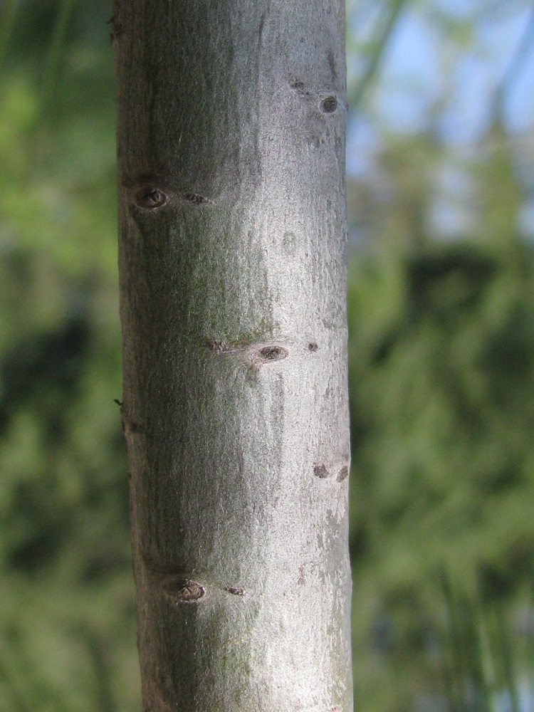 Image of Pinus armandii specimen.