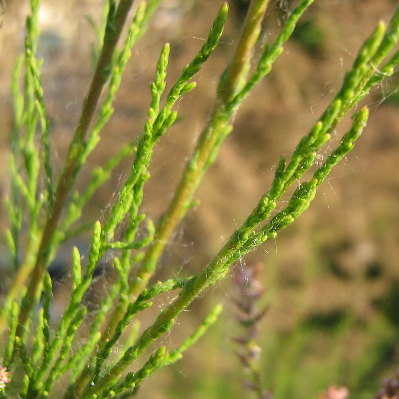 Image of genus Tamarix specimen.