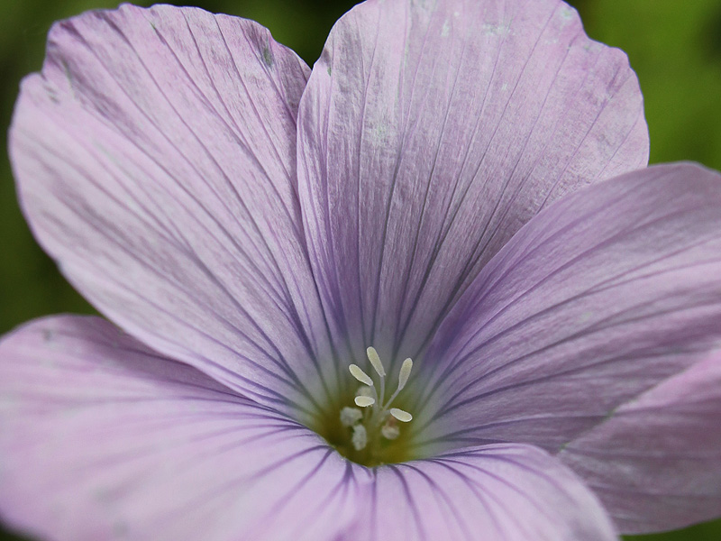 Image of Linum hypericifolium specimen.