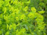 Смотреть изображение Euphorbia jaxartica