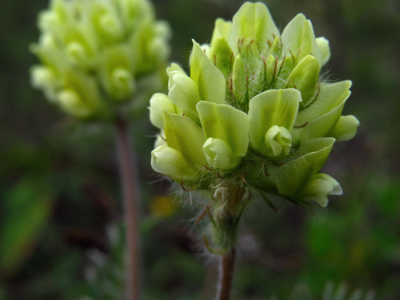 Image of Oxytropis pilosa specimen.