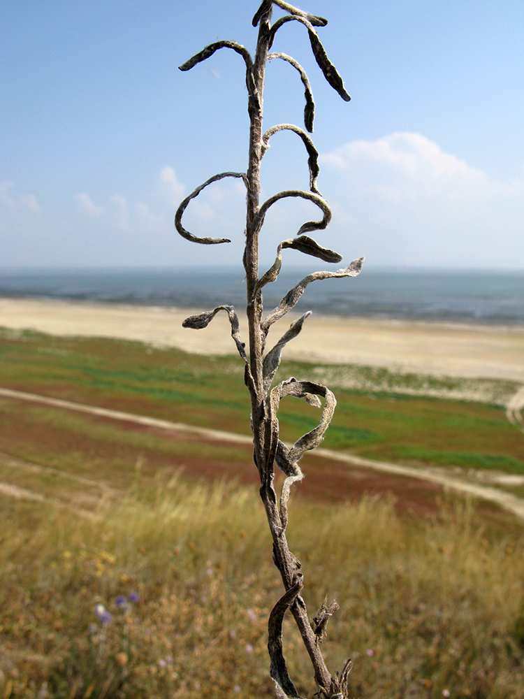 Image of Helichrysum arenarium specimen.