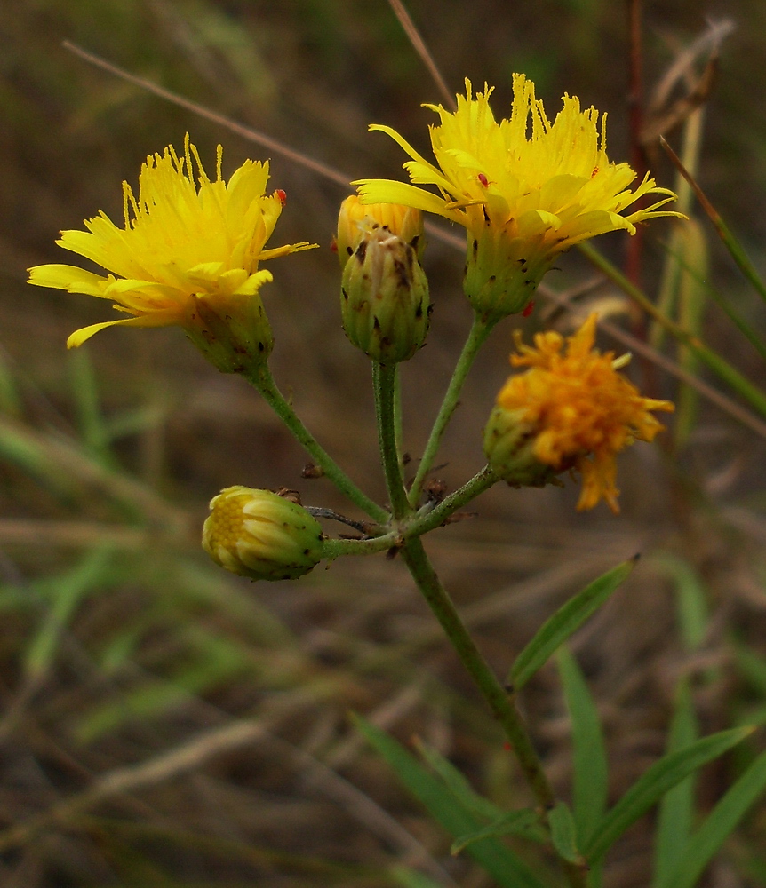 Изображение особи Hieracium umbellatum.