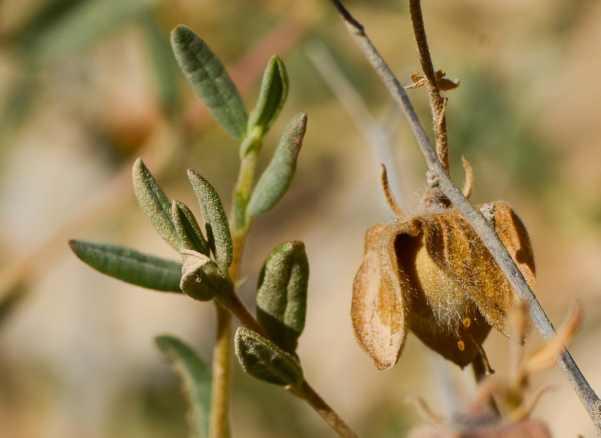 Image of Helianthemum ventosum specimen.