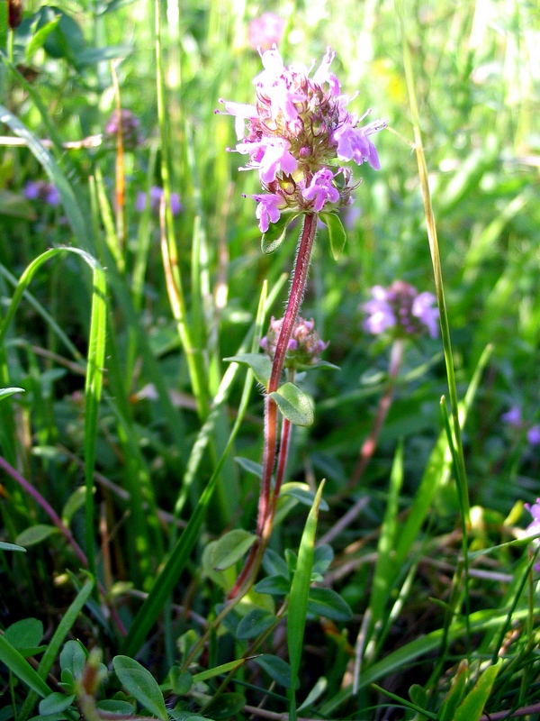 Image of Thymus ovatus specimen.