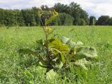 Inula helenium. Цветущее растение (листья поражены ржавчиной). Краснодарский край, Крымский р-н, окр. ст. Нижнебаканская, разнотравный луг. 22.09.2013.