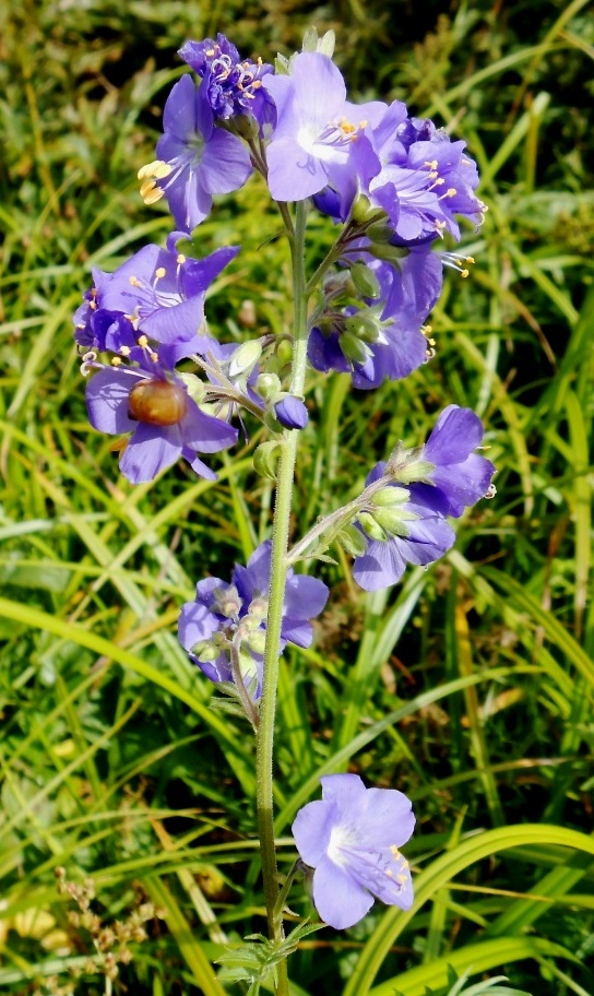 Image of Polemonium caeruleum specimen.