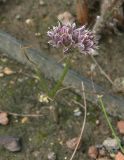 Allium tauricola