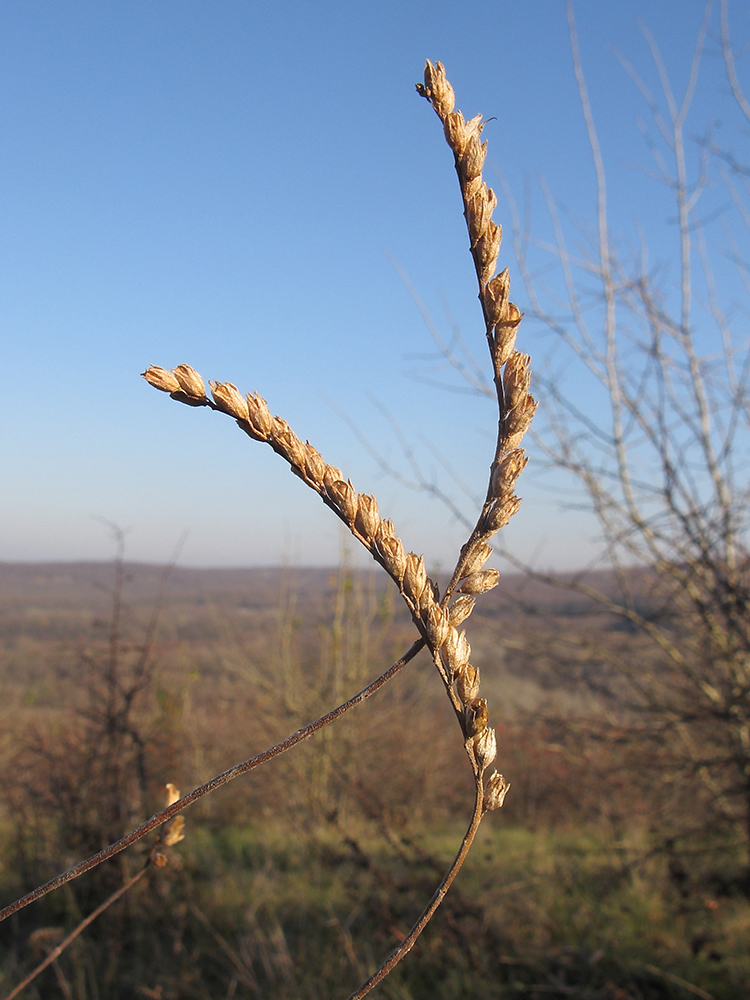 Изображение особи Odontites vulgaris.