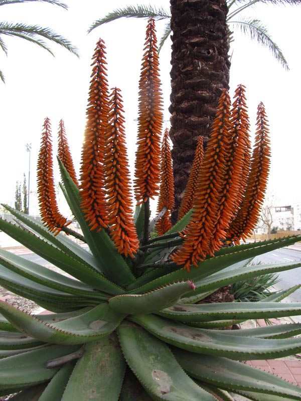Растение ⌀ 5 Aloe (~) FEROX (Алоэ): купить c доставкой почтой 🌸 Адениум дома