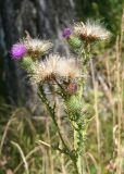 Cirsium vulgare