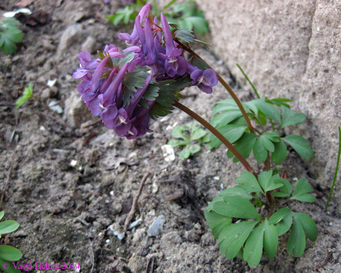 Image of Corydalis solida specimen.