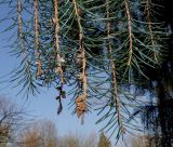 Picea breweriana. Побеги. Германия, г. Дюссельдорф, Ботанический сад университета. 13.03.2014.