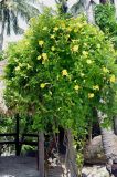 Pentalinon luteum. Цветущее растение. Таиланд, остров Тао. 25.06.2013.